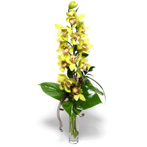  Ordu online ieki , iek siparii  cam vazo ierisinde tek dal canli orkide
