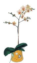 Ordu internetten iek siparii  Phalaenopsis Orkide ithal kalite