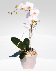 1 dallı orkide saksı çiçeği  Ordu güvenli kaliteli hızlı çiçek 