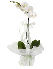 1 dal beyaz orkide iei  Ordu iekiler 