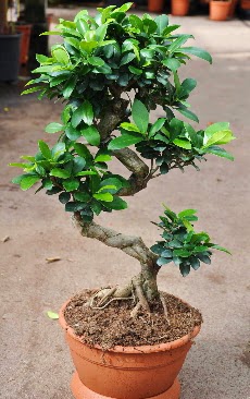 Orta boy bonsai saks bitkisi  Ordu internetten iek sat 