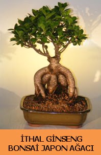 thal japon aac ginseng bonsai sat  Ordu online ieki , iek siparii 