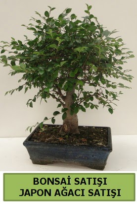 Minyatr bonsai japon aac sat  Ordu iek yolla , iek gnder , ieki  