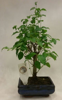 Minyatr bonsai japon aac sat  Ordu iek yolla 