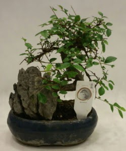 thal 1.ci kalite bonsai japon aac  Ordu iek gnderme 