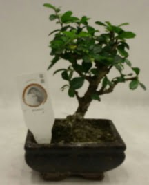 Kk minyatr bonsai japon aac  Ordu iek gnderme sitemiz gvenlidir 