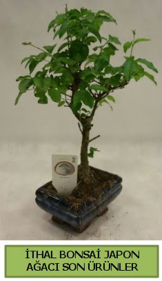 thal bonsai japon aac bitkisi  Ordu 14 ubat sevgililer gn iek 