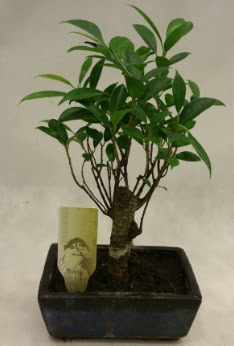 Japon aac bonsai bitkisi sat  Ordu iek yolla 