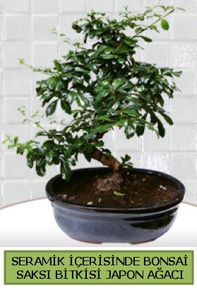 Seramik vazoda bonsai japon aac bitkisi  Ordu hediye iek yolla 