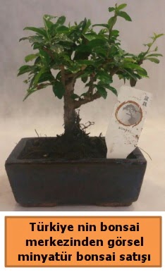 Japon aac bonsai sat ithal grsel  Ordu nternetten iek siparii 