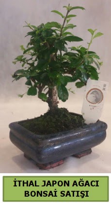 thal japon aac bonsai bitkisi sat  Ordu iek yolla 