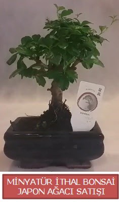 Kk grsel bonsai japon aac bitkisi  Ordu ieki telefonlar 