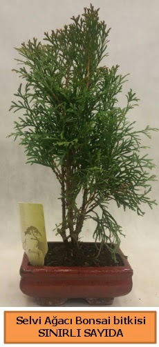 Selvi aac bonsai japon aac bitkisi  Ordu iek gnderme 