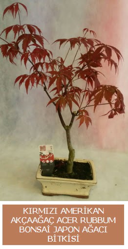 Amerikan akaaa Acer Rubrum bonsai  Ordu cicek , cicekci 