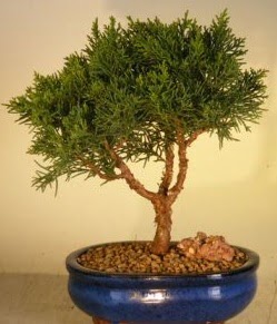 Servi am bonsai japon aac bitkisi  Ordu nternetten iek siparii 