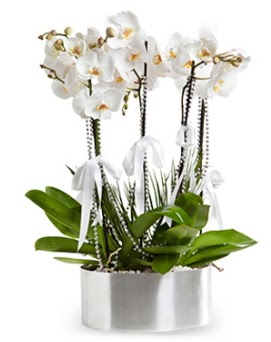 Be dall metal saksda beyaz orkide  Ordu nternetten iek siparii 