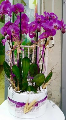 Seramik vazoda 4 dall mor lila orkide  Ordu internetten iek siparii 