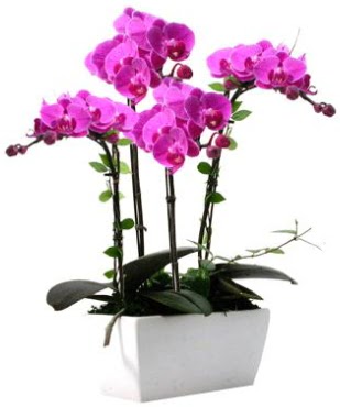 Seramik vazo ierisinde 4 dall mor orkide  Ordu iek gnderme 