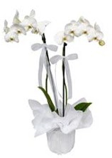 2 dall beyaz orkide  Ordu iek maazas , ieki adresleri 