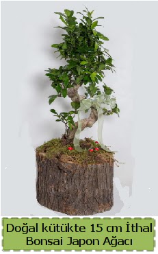 Doal ktkte thal bonsai japon aac  Ordu iek gnderme sitemiz gvenlidir 