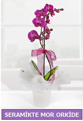 Seramik içerisinde birinci kalite tek dallı mor orkide  Ordu online çiçekçi , çiçek siparişi 