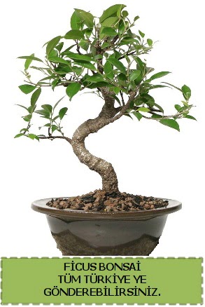 Ficus bonsai  Ordu iek yolla , iek gnder , ieki  