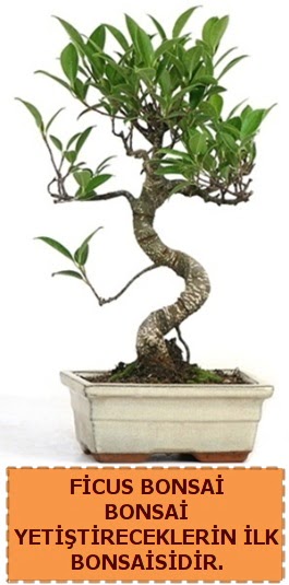 Ficus bonsai 15 ile 25 cm arasndadr  Ordu nternetten iek siparii 