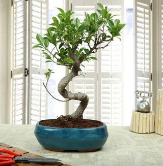 Amazing Bonsai Ficus S thal  Ordu internetten iek sat 