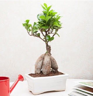 Exotic Ficus Bonsai ginseng  Ordu hediye sevgilime hediye iek 