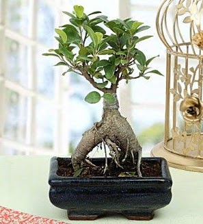 Appealing Ficus Ginseng Bonsai  Ordu uluslararası çiçek gönderme 