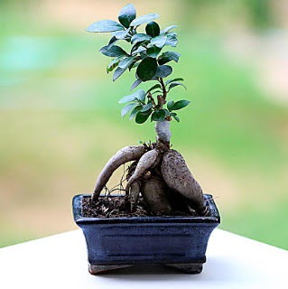 Marvellous Ficus Microcarpa ginseng bonsai  Ordu iekiler 