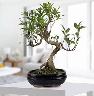 Gorgeous Ficus S shaped japon bonsai  Ordu kaliteli taze ve ucuz iekler 