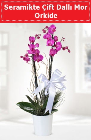 Seramikte Çift Dallı Mor Orkide  Ordu uluslararası çiçek gönderme 