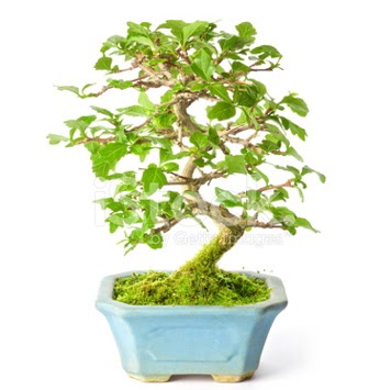 S zerkova bonsai ksa sreliine  Ordu online ieki , iek siparii 