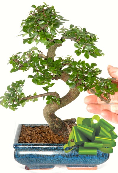 Yaklak 25 cm boyutlarnda S bonsai  Ordu hediye iek yolla 