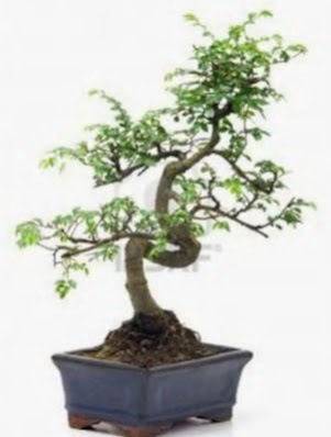 S gvde bonsai minyatr aa japon aac  Ordu iek gnderme 