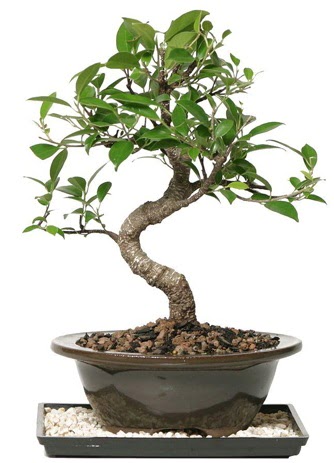 Altn kalite Ficus S bonsai  Ordu iek yolla  Sper Kalite