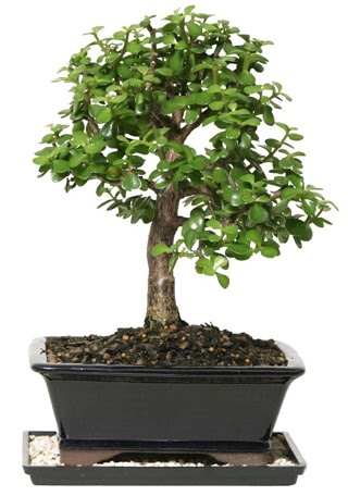 15 cm civar Zerkova bonsai bitkisi  Ordu hediye iek yolla 