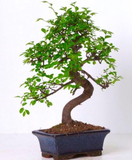 S gvdeli bonsai minyatr aa japon aac  Ordu iek yolla , iek gnder , ieki  