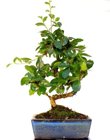 S gvdeli carmina bonsai aac  Ordu nternetten iek siparii  Minyatr aa