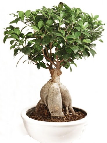 Ginseng bonsai japon aac ficus ginseng  Ordu online ieki , iek siparii 