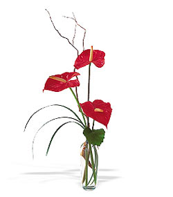  Ordu hediye çiçek yolla  cam yada mika Vazoda 3 adet  antoryum