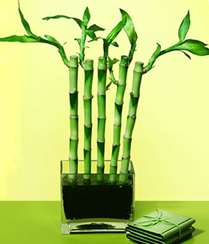  Ordu uluslararası çiçek gönderme  Good Harmony Lucky Bamboo camda