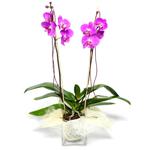  Ordu çiçek gönderme  Cam yada mika vazo içerisinde  1 kök orkide