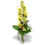  Ordu online çiçekçi , çiçek siparişi  cam vazo içerisinde tek dal canli orkide