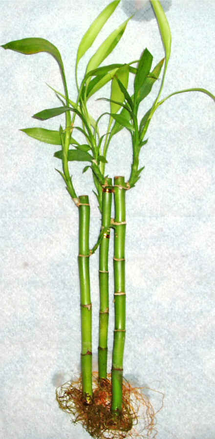 Lucky Bamboo 3 adet vazo hediye edilir   Ordu iek siparii vermek 