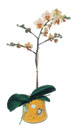  Ordu internetten çiçek siparişi  Phalaenopsis Orkide ithal kalite