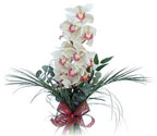  Ordu hediye çiçek yolla  Dal orkide ithal iyi kalite