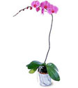  Ordu online çiçek gönderme sipariş  Orkide ithal kaliteli orkide 