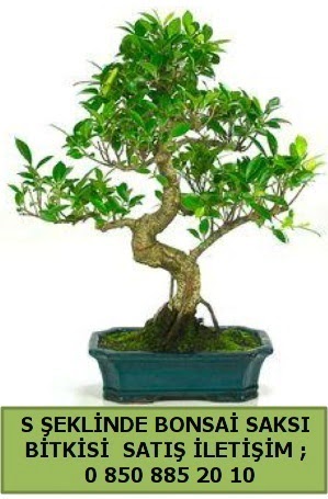 İthal S şeklinde dal eğriliği bonsai satışı  Ordu çiçek gönderme sitemiz güvenlidir 